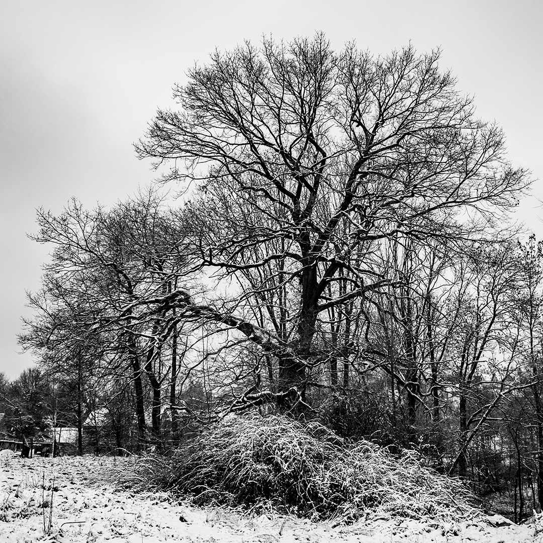 Dąb_ul. Ćwiklińskiej_